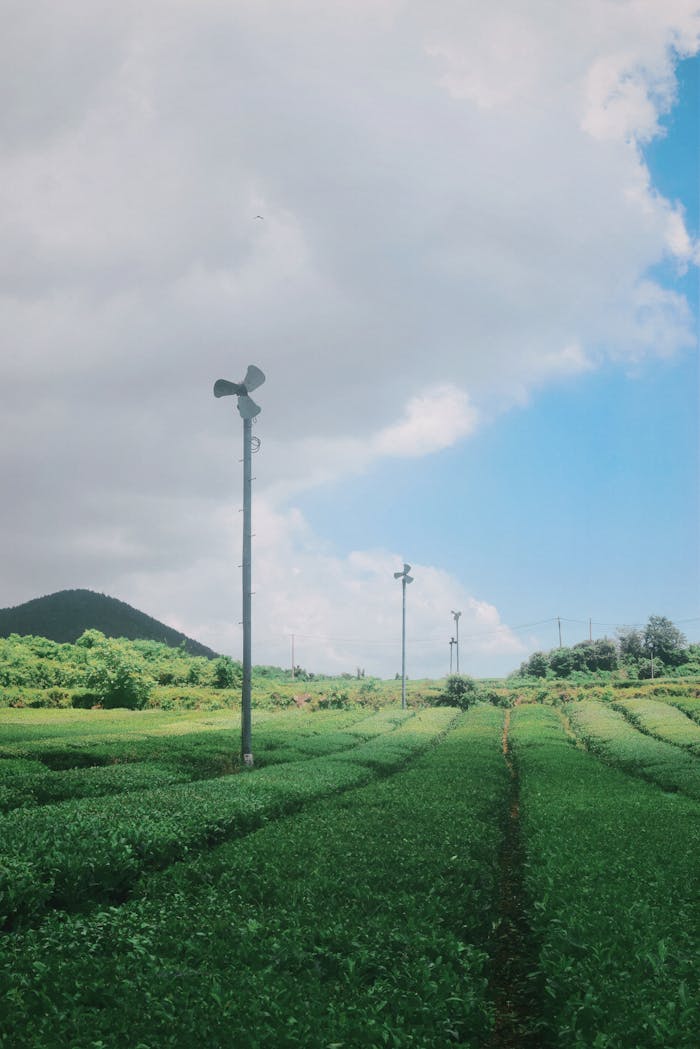 Lush green tea plantation under a partly cloudy blue sky in Jeju, South Korea.