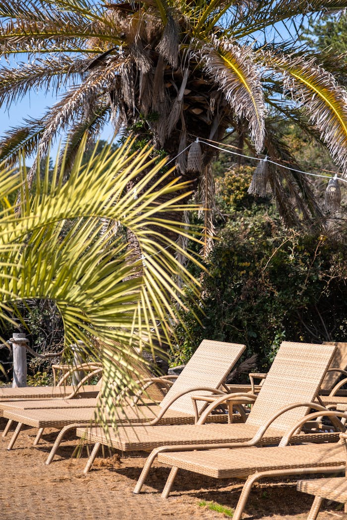 Relaxing sun loungers under a palm tree on a sunny beach in Jeju, South Korea.